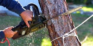 Best Tree Maintenance Programs  in Wilkesboro, NC