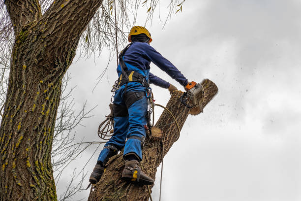 Reliable Wilkesboro, NC  Tree Services Solutions