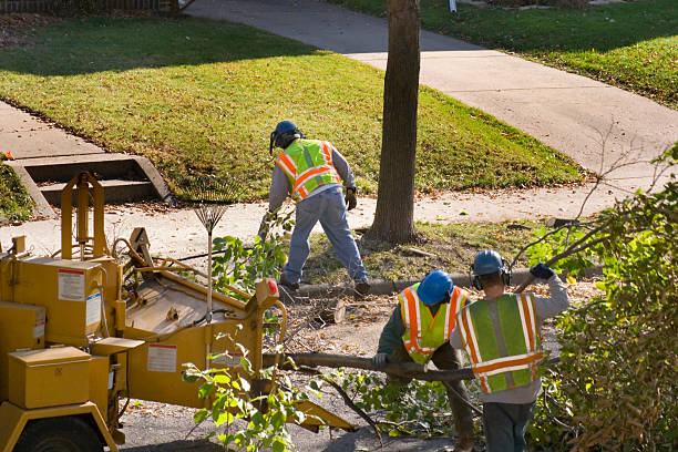 Tree Services