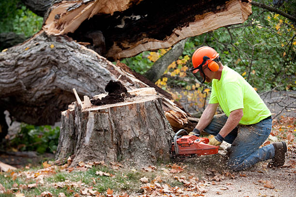 Best Seasonal Cleanup  in Wilkesboro, NC