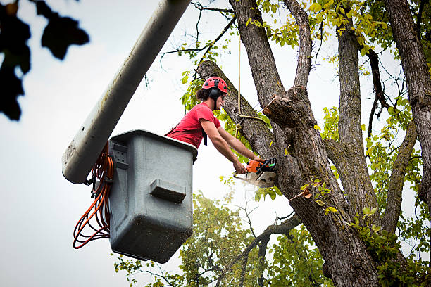 Best Tree Health Inspection  in Wilkesboro, NC