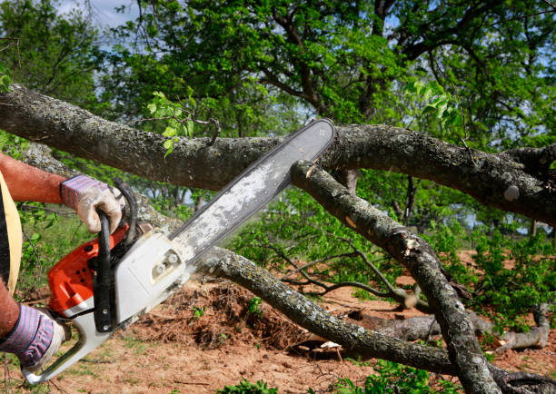 Best Tree Risk Assessment  in Wilkesboro, NC